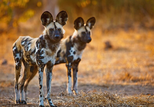 3 Days 2 Nights Serengeti Safari From Zanzibar