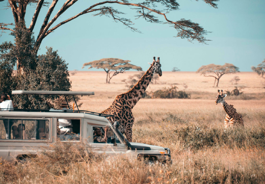 Selous Day Trip Safari From Zanzibar