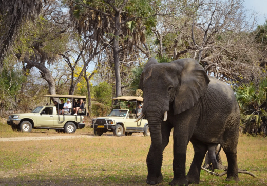 3 Days 2 Nights Serengeti Safari & Balloon From Zanzibar