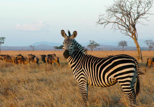 2 Days 1 Night Ngorongoro Crater Safari From Zanzibar