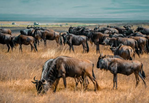 3 Days 2 Nights Serengeti Safari From Zanzibar