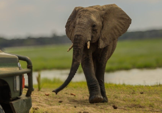 2 Days 1 Night Selous Safari From Zanzibar