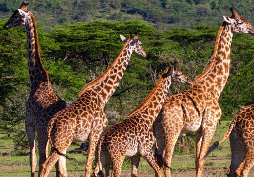 2 Days 1 Night Tarangire & Lake Manyara Safari