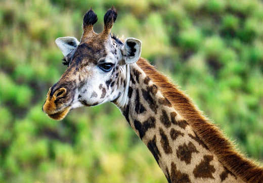 2 Days 1 Night Selous Safari From Zanzibar