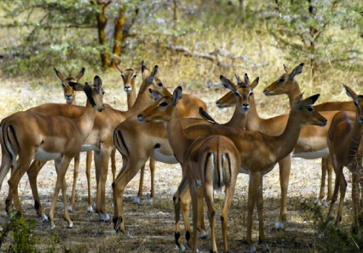 3 Days 2 Nights Serengeti Safari From Zanzibar